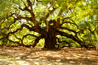 The Angel Oak on John's Island