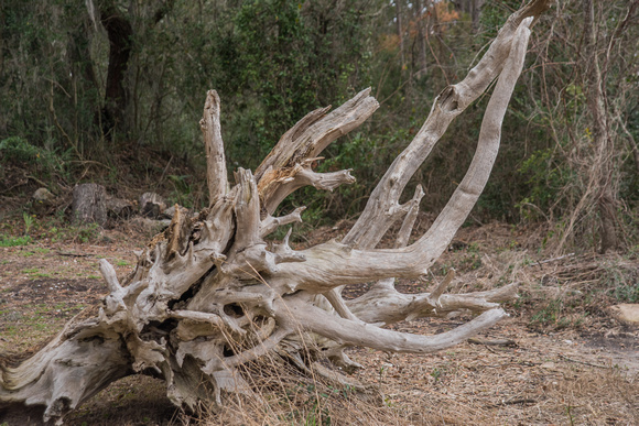 driftwood skeleton