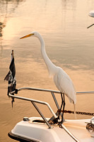 Visiting crane