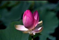 The lotus blooms